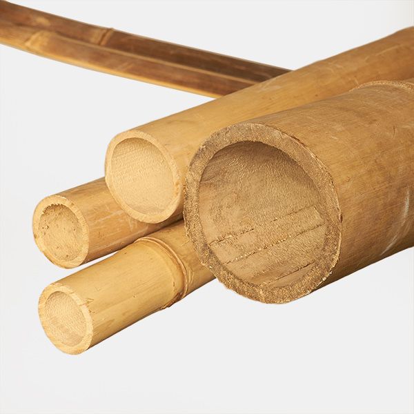BambusBASIS Bambusrohr