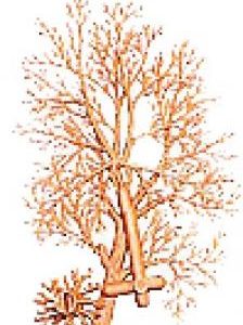 ARBOL (RAMAS)/Tree (branches) ARBOL (RAMAS)/Tree (branches)