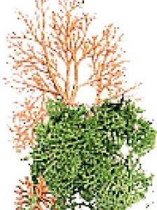 ARBOL COMPLET/Full Tree EOL ARBOL COMPLET/Full Tree EOL