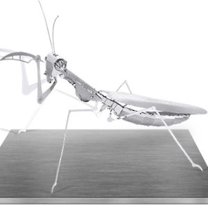 Praying Mantis