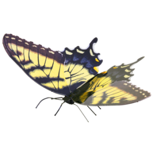 Tiger Swallowtail