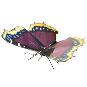 Mourning Cloak