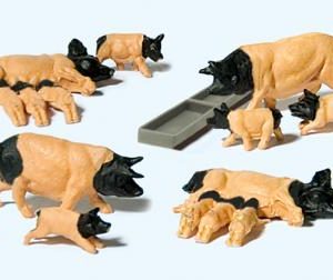 Schwäbisch Hällische Schweine
