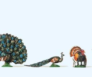 Truthahn, Pfau