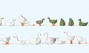 Enten, Gänse und Schwäne