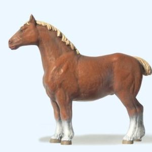 Pferd belgisch